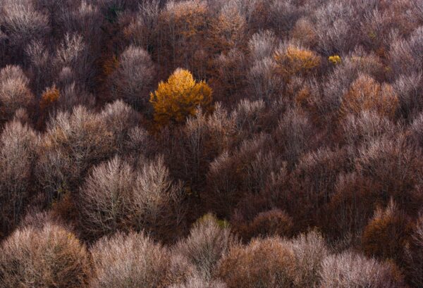 Autumn Forest