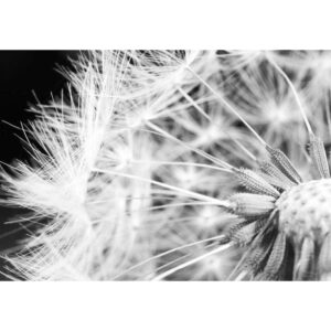 Fototapet - Black and white dandelion - Självhäftande 147x105