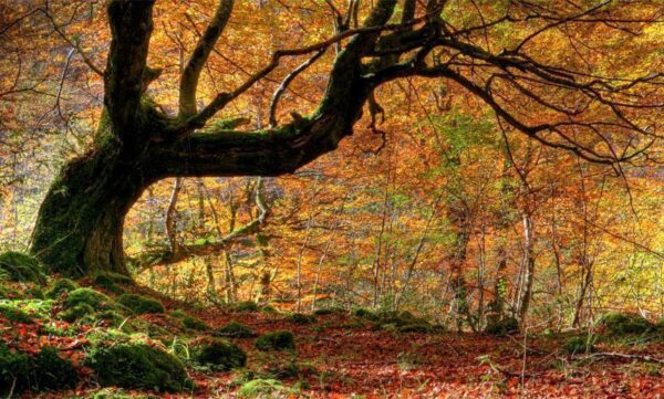 Fototapet - Höst, skog och löv - Standard 450x270